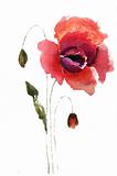 Watercolor illustration of red poppy flower 