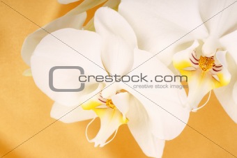 Phalaenopsis Aphrodite (Moon Orchid)
