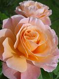Pink-orange roses