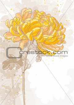 Romantic vector background with chrysanthemum