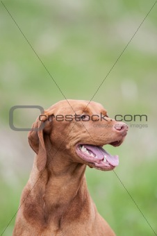 Vizsla Dog (Hungarian Pointer) in a Green Field