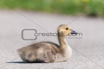 Canada Goose (branta canadensis) Gosling