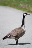 Canada Goose standing on a Footpath
