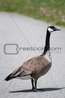 Canada Goose standing on a Footpath