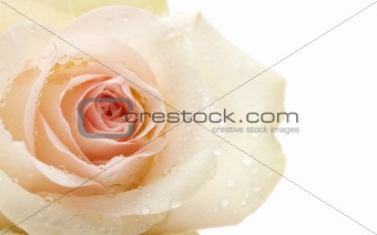 macro of rose with water drops