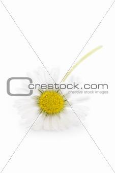 common wild daisy