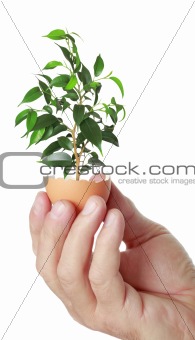 young green plant in an eggshell