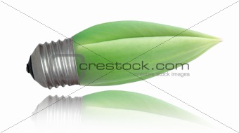 tulip bud growing out of the light bulb base