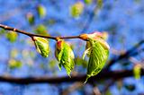 spring lime buds and leaf