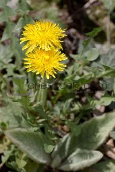 Yellow flower of the Dandelion plant.