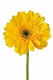 Yellow gerbera daisy flower