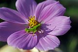 Cricket on a flower