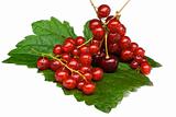 Currant and cherry on green sheet