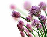 Chive Herb Flowers