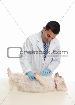 A dog being examined by vet