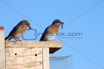 Eastern Bluebirds with Food