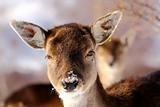deer calf