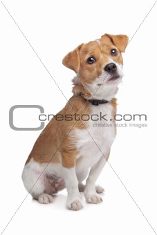 mixed breed dog