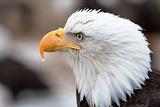 American Bald Eagle Head Shot