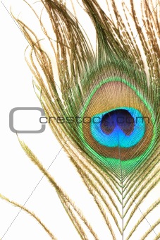 peacock feathers on white background
