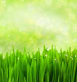 Green Grass with Water Drops on Abstract Bokeh Background
