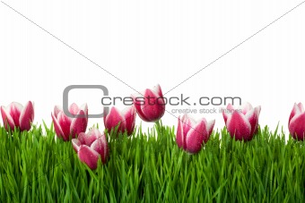 Grass and Pink Tulip Flowers on isolated white background / copy