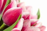 Pink tulips with water drops on white background / copy space fo