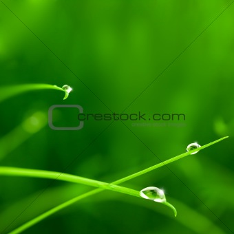 Water Drops on Grass with Sparkle / copy space