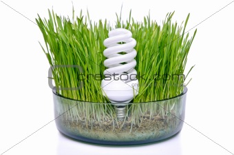 energy-saving bulb in the grass