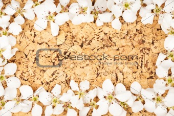 White flowers on corkboard