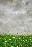 Wall and dandelions