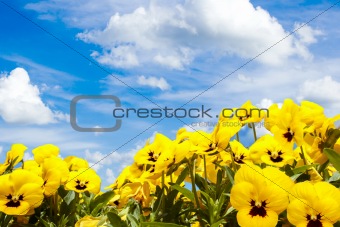 yellow pansy flowers against blue sky