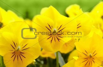 yellow pansy flowers