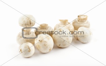 White Champignon Mushroom 