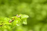 Green spring background with shallow focus and refflection