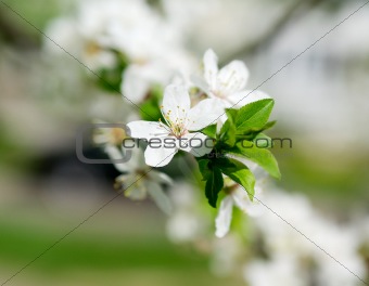 blossoming cherry