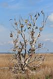 cormorant nests in a tree 