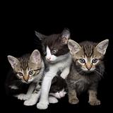 Four Young Cats