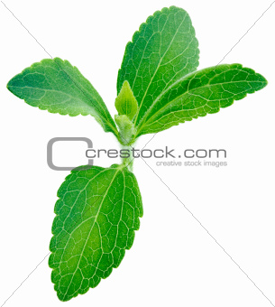 Stevia rebaudiana plant