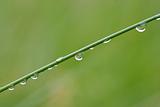 dew drops on the grass blade