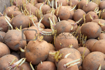 Potatoes tubers before planting