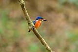 blue-eared kingfisher