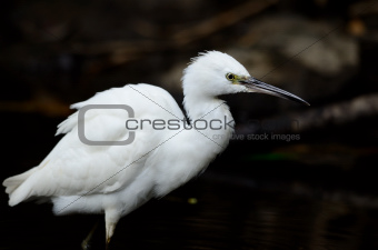  little egret