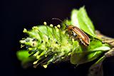 beetle on a plant macro