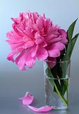 beautiful pink peony flower on a gray background