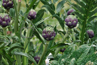 artichoke plants vegetables