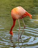 Flamingo feeding