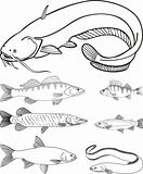 Predatory freshwater fish