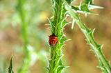 Red bug on a thorn
