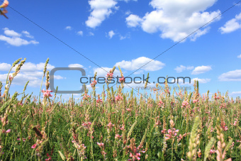 Spring meadow with beautiful flowers